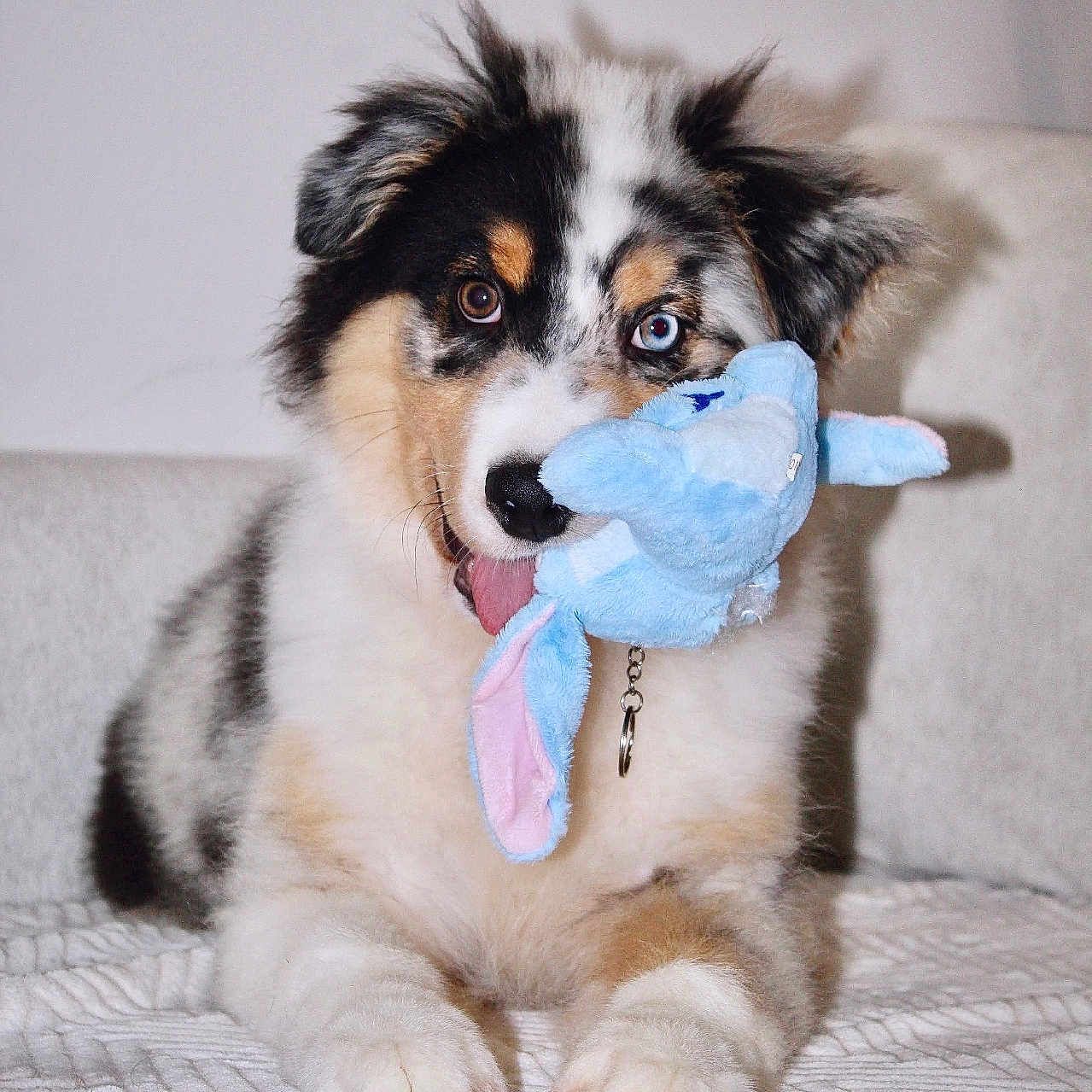 Flowkie participe au concours pour gagner de l'argent avec cette photo : animal, blanket, blue, canine, cute, dog, eyes, fluffy, fur, heterochromia, indoor, lying_down, mischievous, nose, pet, playful, puppy, stuffed_animal, toy, young