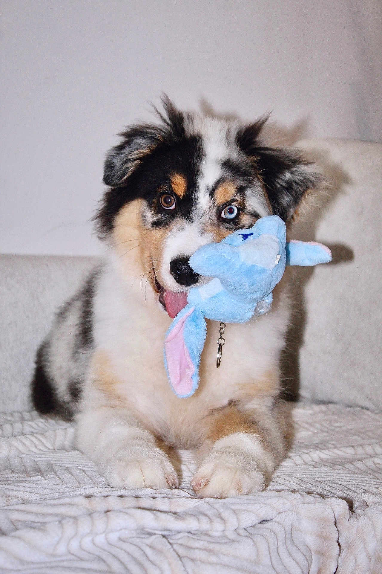 Flowkie participe au concours pour gagner de l'argent avec cette photo : puppy, dog, toy, stuffed_animal, blue, heterochromia, eyes, fluffy, cute, pet, indoor, blanket, playful, lying_down, mischievous, young, canine, animal, fur, nose