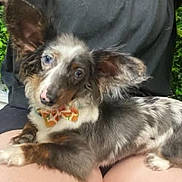 Weezer James Lipford joined the competition — help win amazing prizes! dog, small_dog, lap, person, bow_tie, ears, fur, pet, cute, outdoor, animal, relaxed, sitting, black_clothing, legs, white_fur, brown_fur, spots, companion, friendly