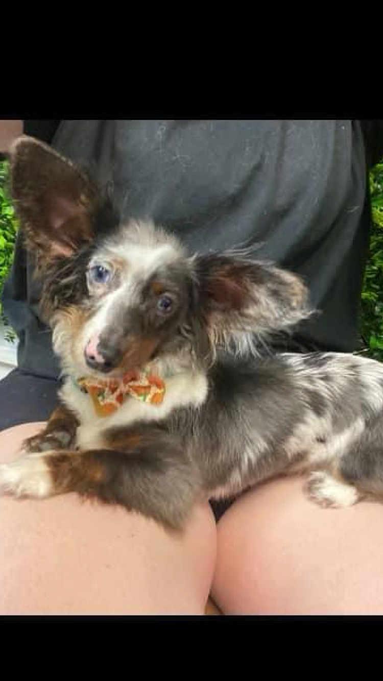 Weezer James Lipford