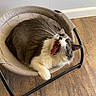 cat, yawning, pet, indoor, furniture, hammock, mesh, gray, white, fur, whiskers, paw, relaxed, cozy, wooden_floor, home, animal, cute, resting, chair