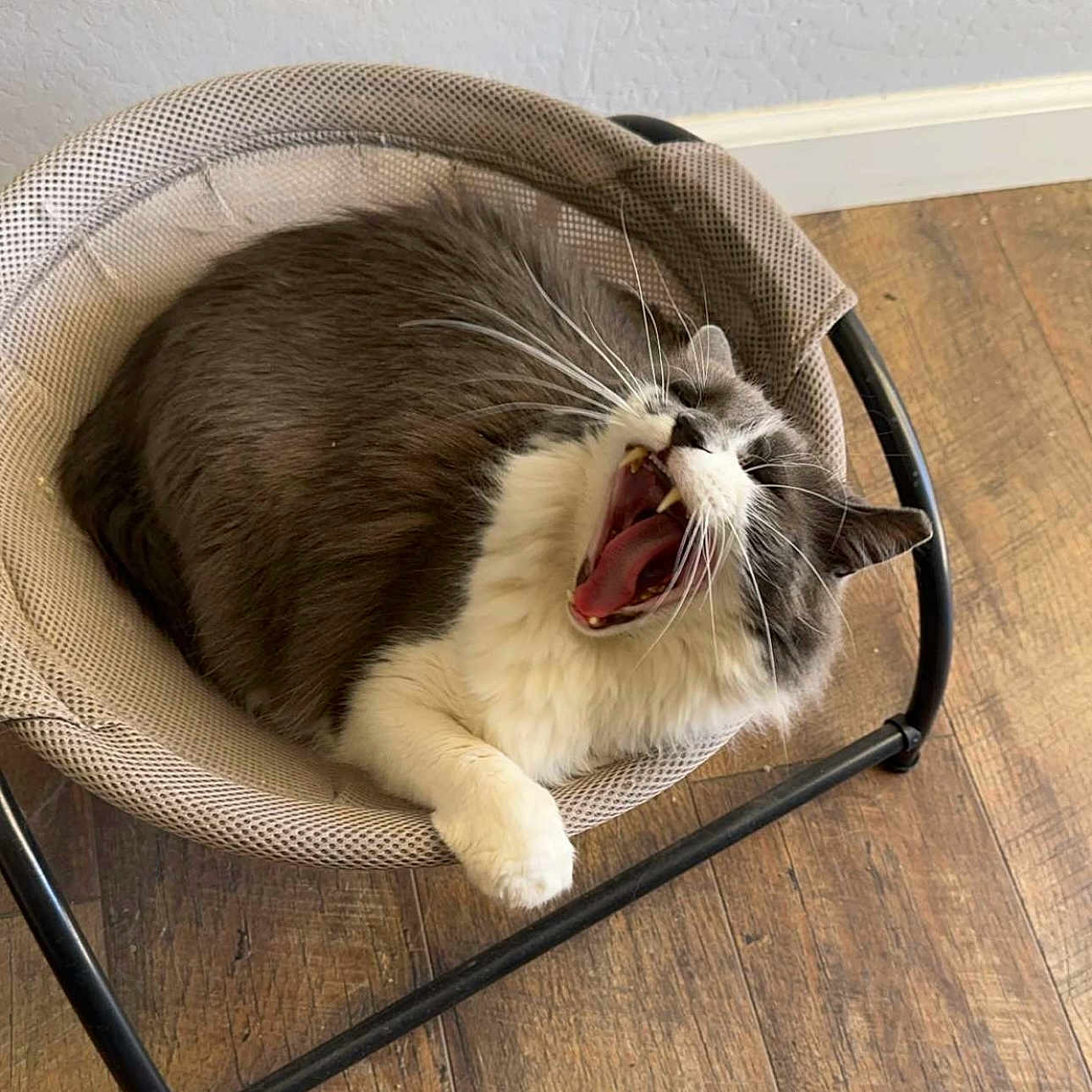 Jerry joined the competition — help win amazing prizes! cat, yawning, pet, indoor, furniture, hammock, mesh, gray, white, fur, whiskers, paw, relaxed, cozy, wooden_floor, home, animal, cute, resting, chair