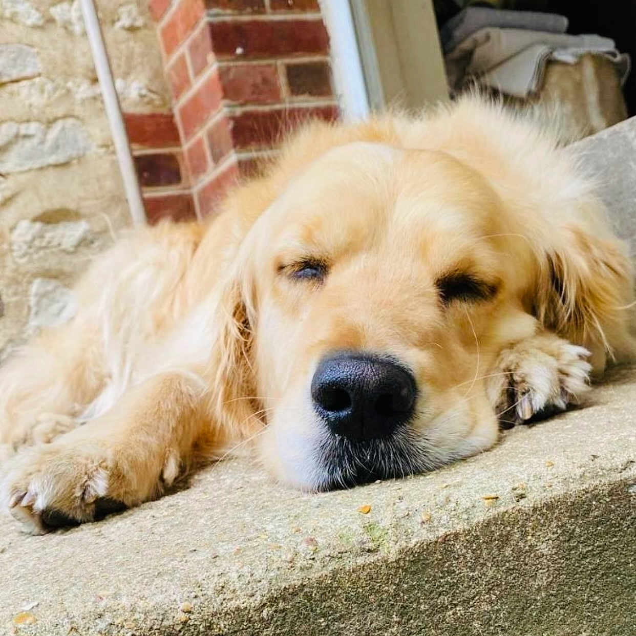 Pacôme a rejoint le concours — aidez-le/la à gagner de superbes lots ! animal, architecture, brick, building, canine, cockerspaniel, dog, goldenretriever, house, housing, labradorretriever, person, pet, puppy, sleeping, snout, wall, whitedog
