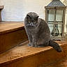 cat, gray_cat, fluffy, sitting, portrait, pet, animal, yellow_eyes, whiskers, fur, tail, wooden_stairs, rustic, lantern, indoor, home, dramatic_expression, front_facing, decor, photography