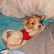 Angel Grace joined the competition — help win amazing prizes! animal, blanket, blue_blanket, blur, cozy, cute, dog, ears, fluffy_background, fur, gray_clothing, indoor, paw, pet, playing, puppy, red_sweater, small_dog, tail, young