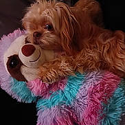 Princess joined the competition — help win amazing prizes! dog, small_dog, plush_toy, stuffed_animal, fur, cuddling, pet, adorable, toy, pillow, colorful, pink, teal, brown_nose, eyes, whiskers, close_up, indoor, couch, cozy