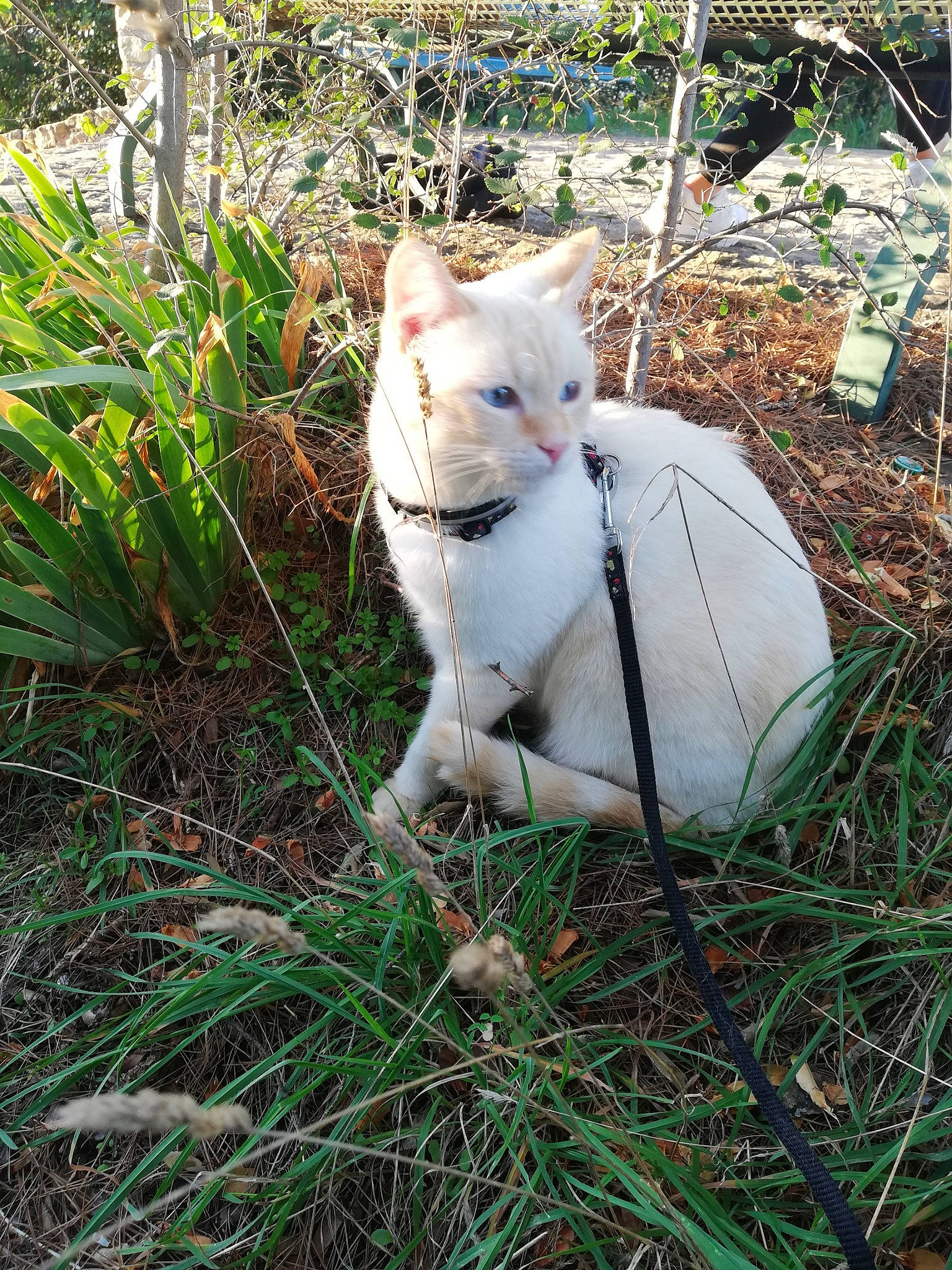 Gus a rejoint le concours — aidez-le/la à gagner de superbes lots ! carnivore, cat, collar, companion_dog, dog_breed, domestic_short_haired_cat, fawn, felidae, fur, grass, grass_family, groundcover, mammal, plant, small_to_medium_sized_cats, snout, tail, terrestrial_animal, vertebrate, whiskers