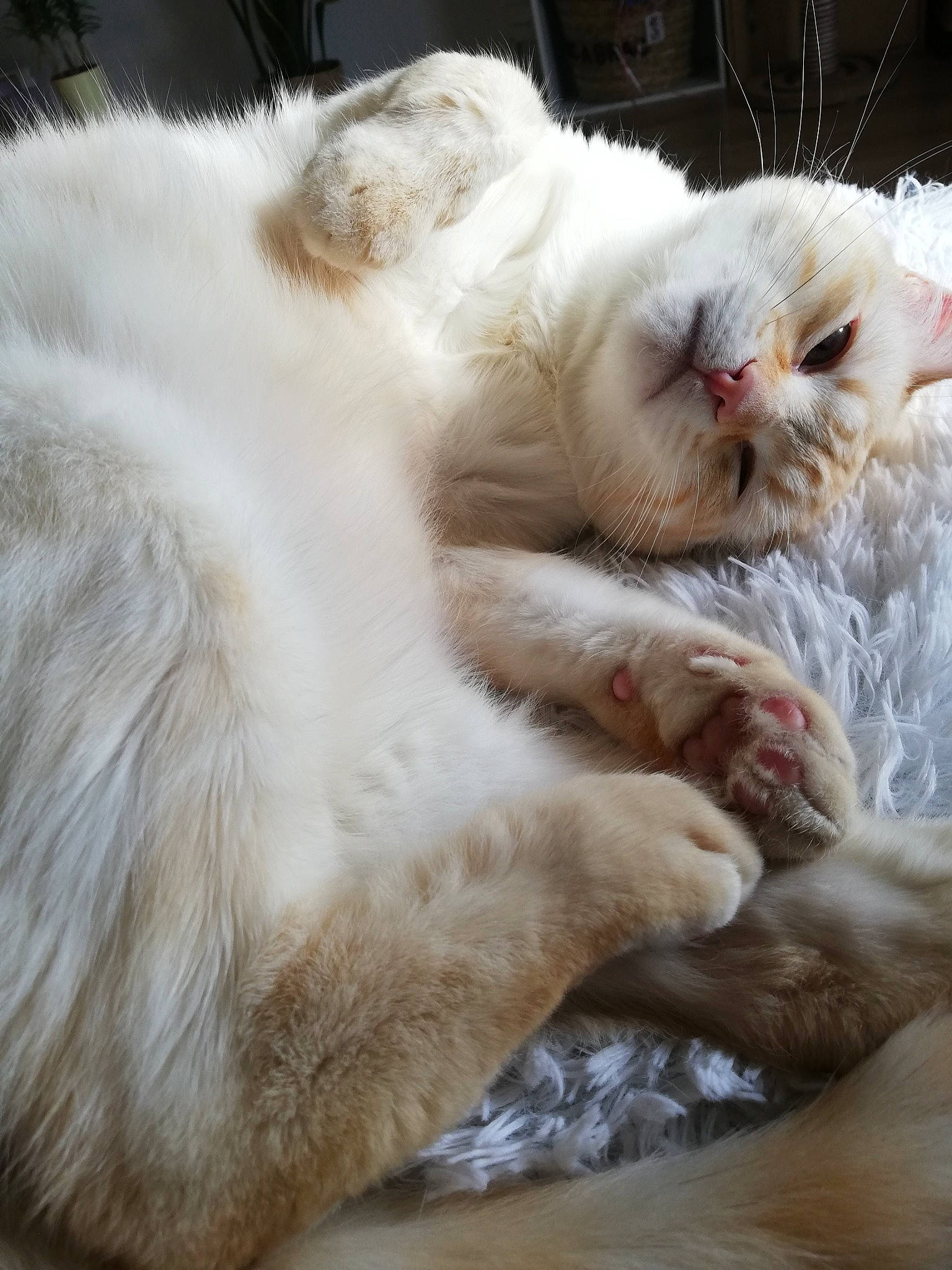 Gus a rejoint le concours — aidez-le/la à gagner de superbes lots ! carnivore, cat, claw, comfort, domestic_short_haired_cat, fawn, felidae, fur, nap, paw, sleep, small_to_medium_sized_cats, snout, tail, terrestrial_animal, whiskers