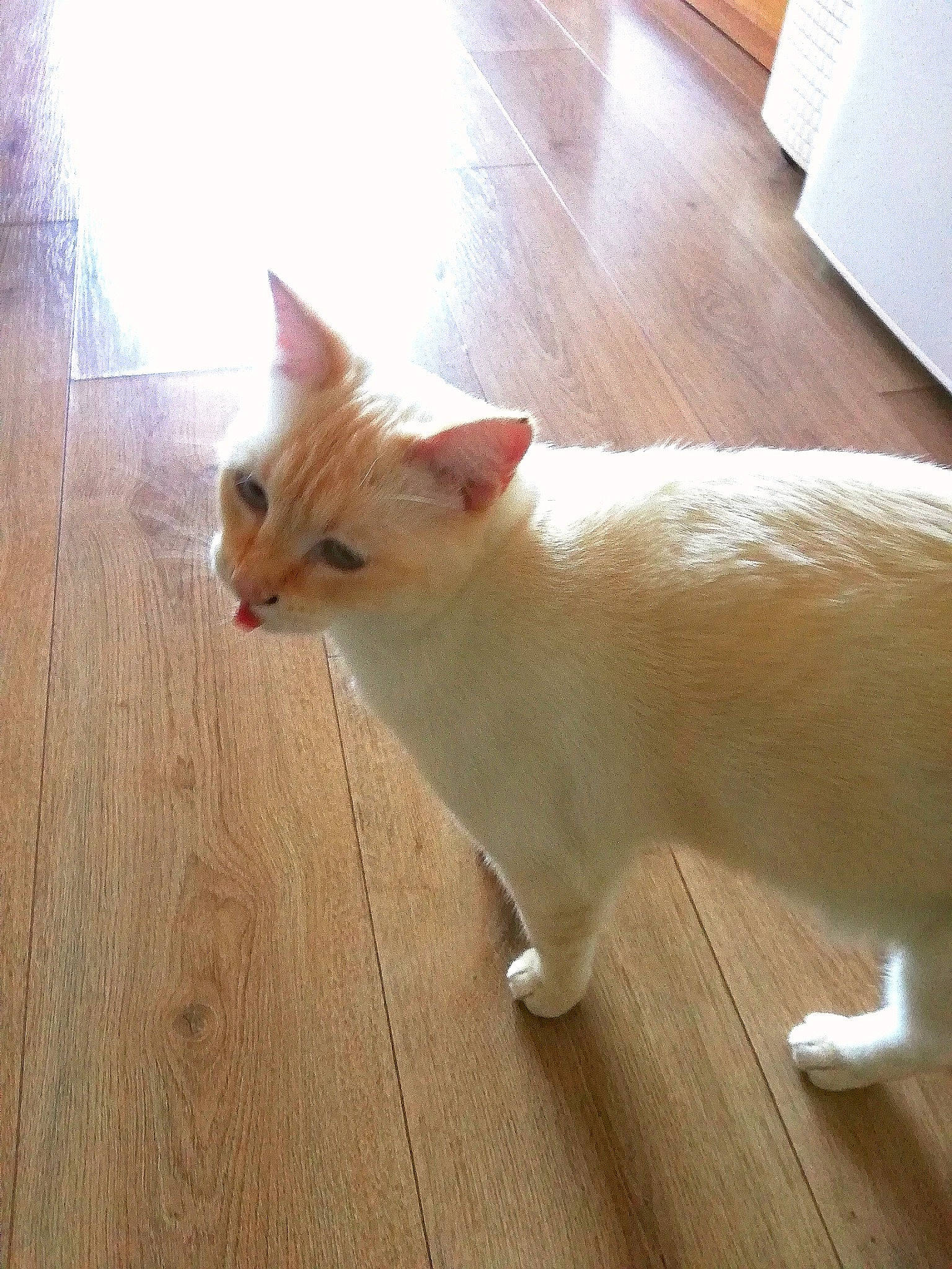 Gus a rejoint le concours — aidez-le/la à gagner de superbes lots ! carnivore, cat, claw, domestic_short_haired_cat, fawn, felidae, floor, flooring, fur, hardwood, laminate_flooring, paw, plank, small_to_medium_sized_cats, tail, varnish, whiskers, wood, wood_flooring, wood_stain