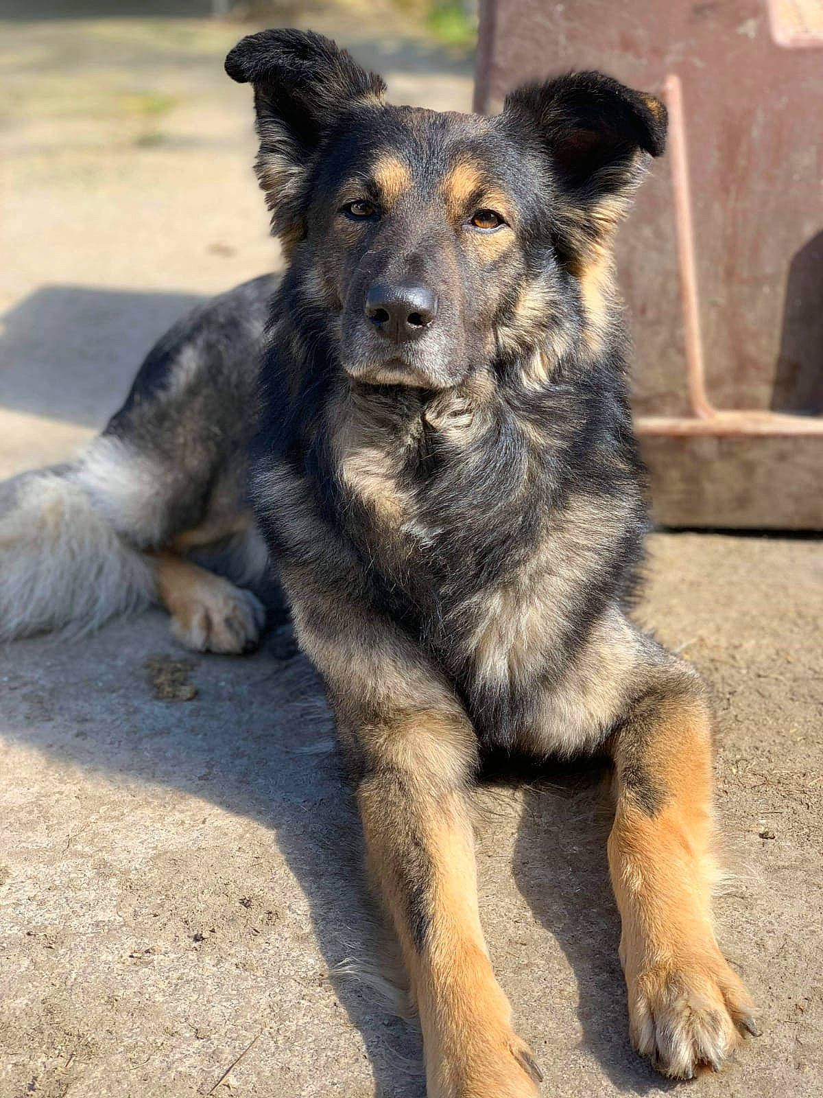 Lucky participe au concours pour gagner de l'argent avec cette photo : bohemian_shepherd, canidae, carnivore, dog, dog_breed, german_shepherd_dog, king_shepherd, mammal, old_german_shepherd_dog, rare_breed_dog, shiloh_shepherd_dog, snout, sporting_group, street_dog, vertebrate