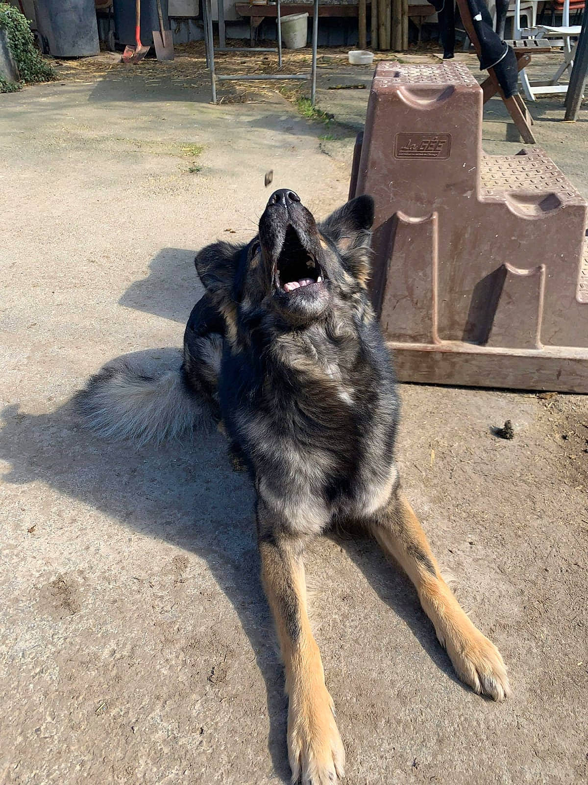 Lucky a rejoint le concours — aidez-le/la à gagner de superbes lots ! canidae, canis, carnivore, czechoslovakian_wolfdog, dog, dog_breed, german_shepherd_dog, king_shepherd, kunming_wolfdog, mammal, norwegian_elkhound, old_german_shepherd_dog, shiloh_shepherd_dog, street_dog, tervuren, vertebrate, wolfdog, working_dog