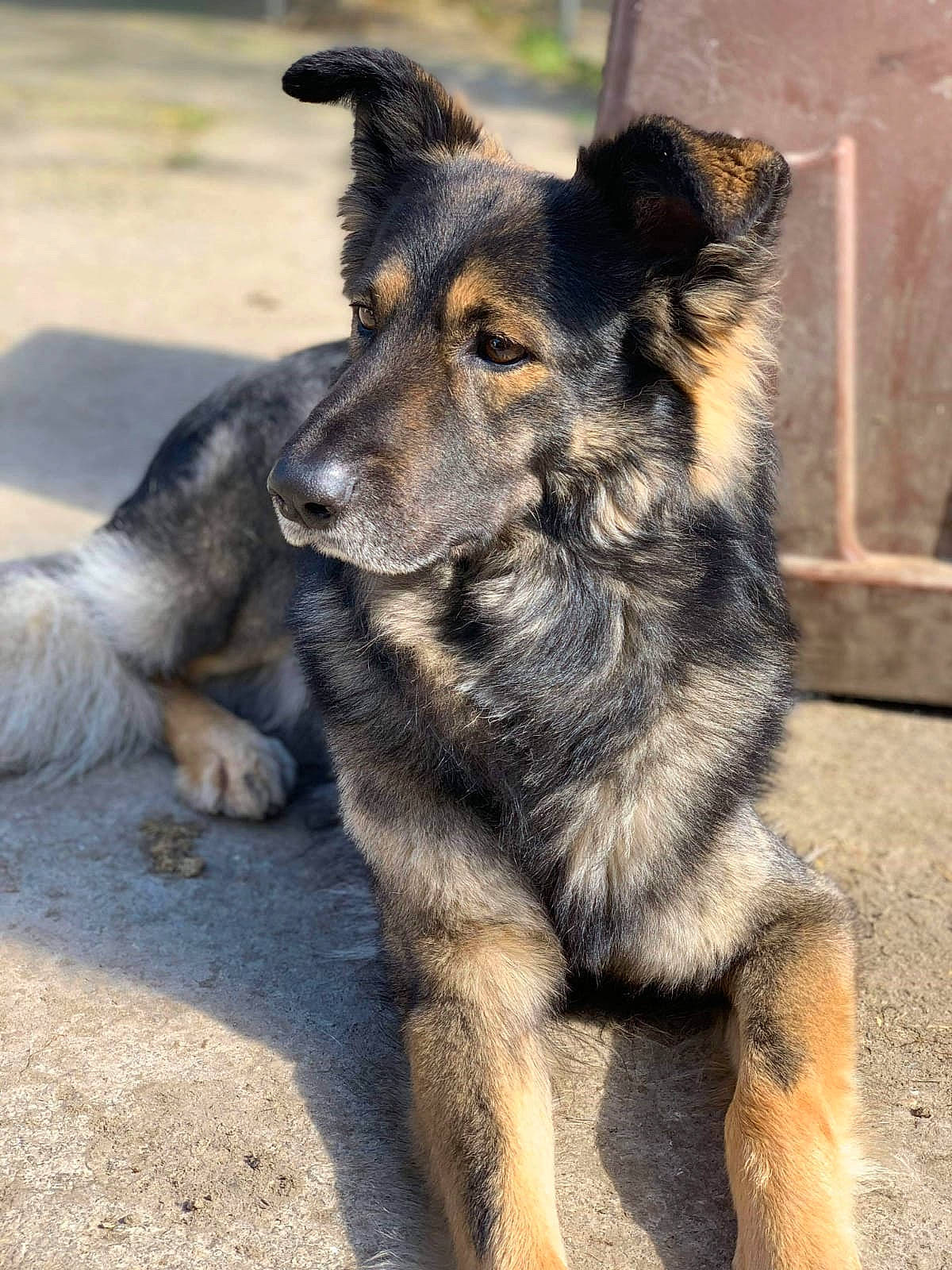 Lucky participe au concours pour gagner de l'argent avec cette photo : canidae, carnivore, dog, dog_breed, german_shepherd_dog, king_shepherd, kunming_wolfdog, mammal, rare_breed_dog, shiloh_shepherd_dog, snout, sporting_group, street_dog, vertebrate