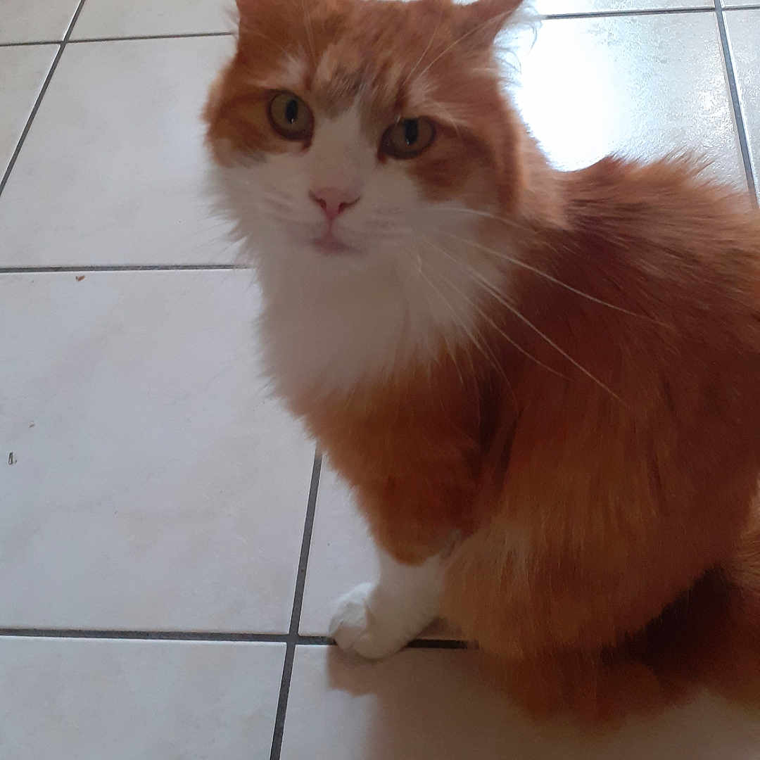 Ary participe au concours pour gagner de l'argent avec cette photo : abyssinian, accessories, angora, animal, cat, hardwood, indoors, interiordesign, kitten, manx, pet, plywood, slate, strap, tile, wood