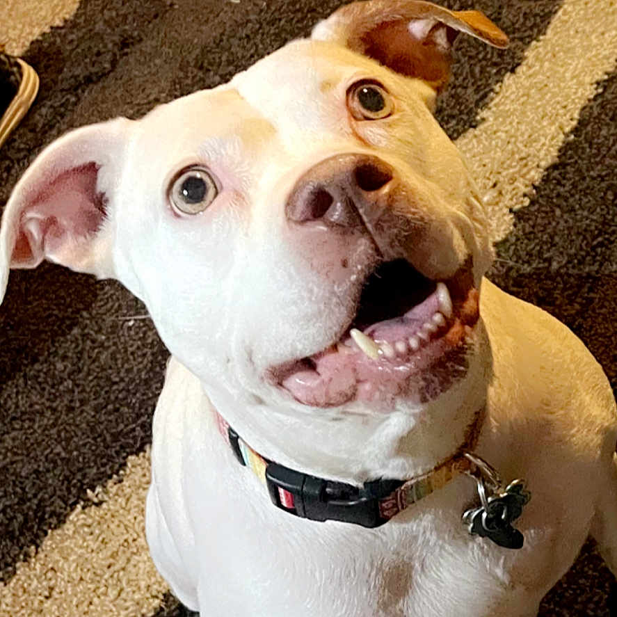 Delilah