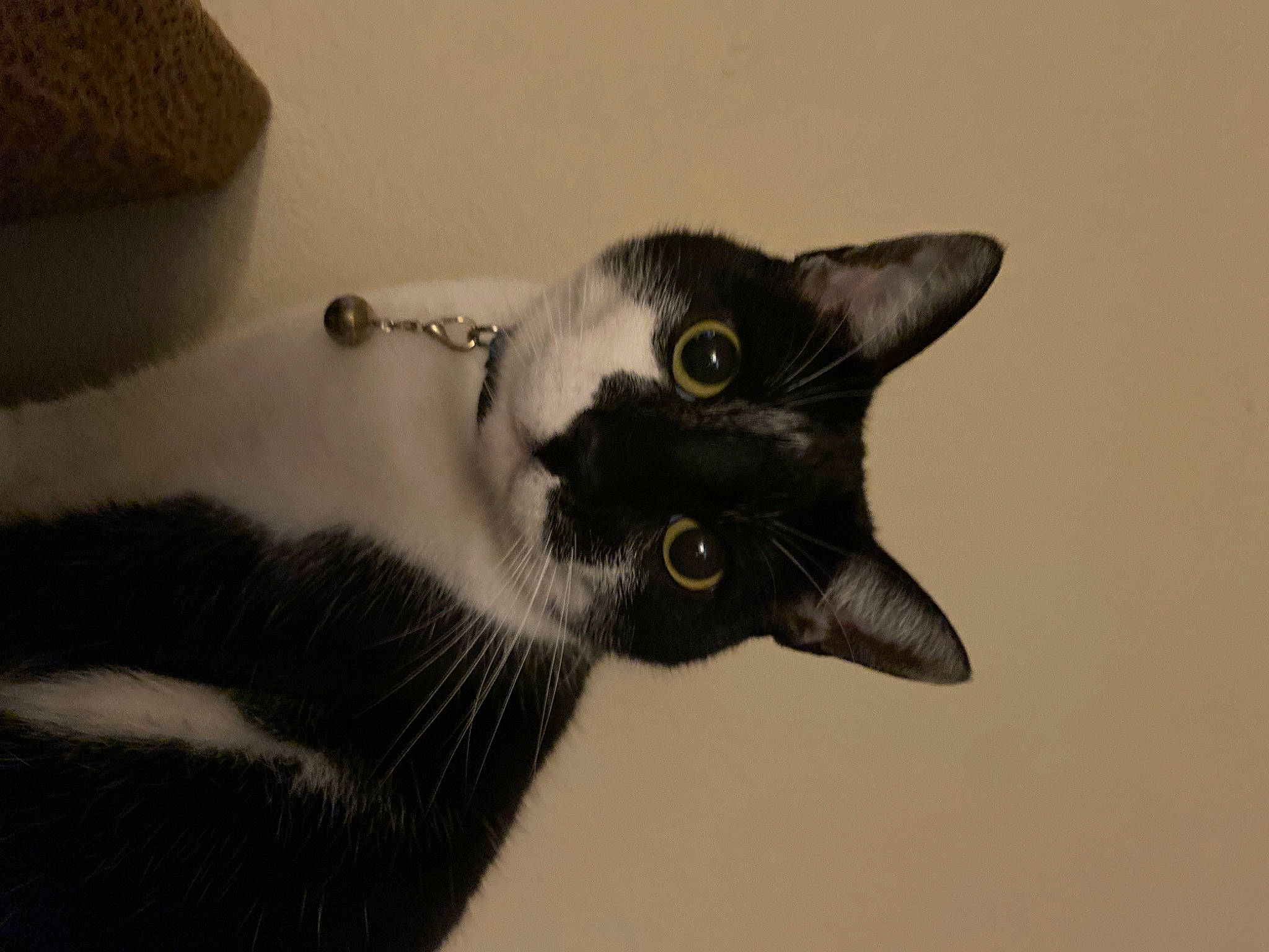 Bubby joined the competition — help win amazing prizes! carnivore, cat, domestic_short_haired_cat, ear, eye, felidae, fur, havana_brown, monochrome, monochrome_photography, small_to_medium_sized_cats, snout, tail, whiskers