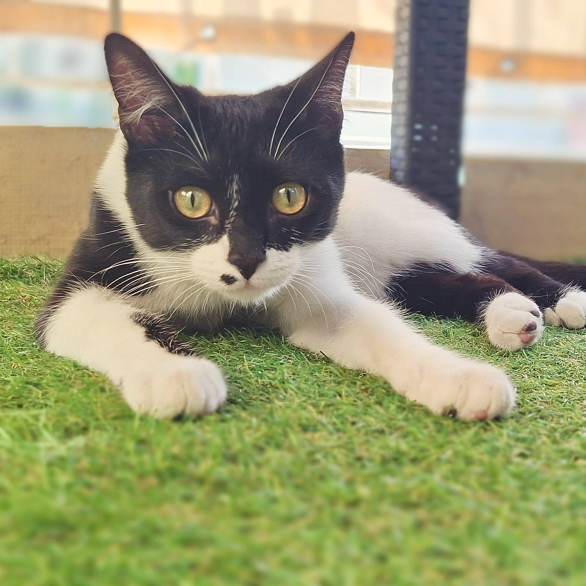 Chatkiri a rejoint le concours — aidez-le/la à gagner de superbes lots ! carnivore, cat, claw, comfort, domestic_short_haired_cat, eye, felidae, foot, fur, grass, human_body, paw, plant, sitting, small_to_medium_sized_cats, snout, tail, terrestrial_animal, whiskers, window