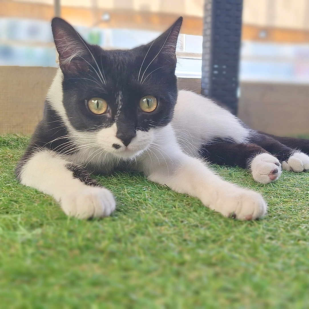 Chatkiri a rejoint le concours — aidez-le/la à gagner de superbes lots ! abyssinian, alloywheel, animal, blackcat, car, carwheel, cat, field, grass, grassland, green, kitten, lawn, machine, manx, nature, outdoors, pet, plant, siamese