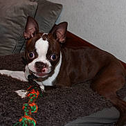 Roxy joined the competition — help win amazing prizes! dog, boston_terrier, pet, toy, rope_toy, blanket, indoor, cushion, brown, white, ears, face, lying_down, curious, animal, fur, nose, floor, wood, wall