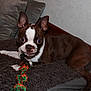 dog, boston_terrier, pet, toy, rope_toy, blanket, indoor, cushion, brown, white, ears, face, lying_down, curious, animal, fur, nose, floor, wood, wall