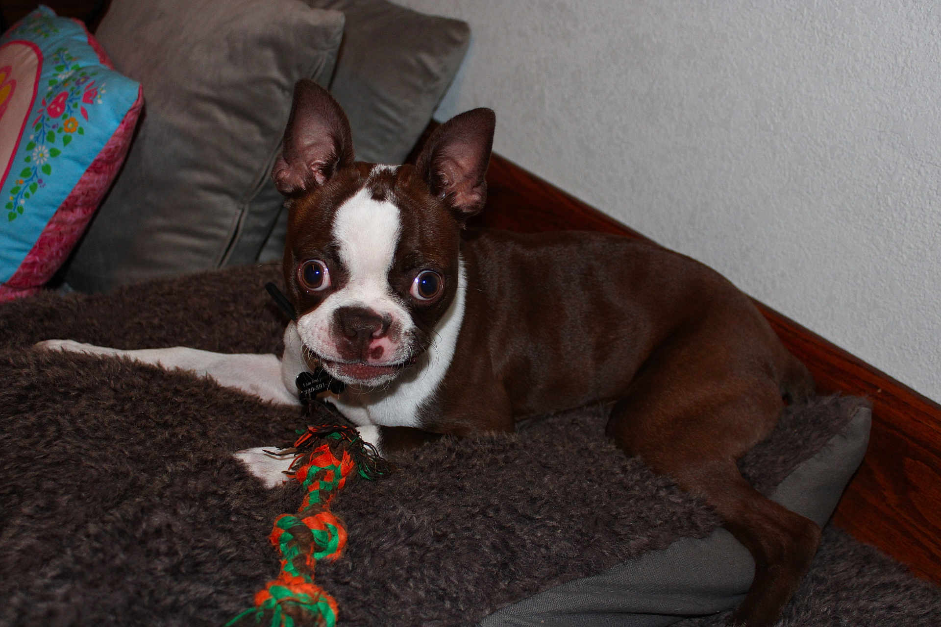 Roxy joined the competition — help win amazing prizes! dog, boston_terrier, pet, toy, rope_toy, blanket, indoor, cushion, brown, white, ears, face, lying_down, curious, animal, fur, nose, floor, wood, wall