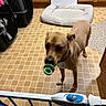Dellatrix joined the competition — help win amazing prizes! baby_gate, brown_dog, cabinet, collar, crate, dog, doorway, indoor, kitchen, mouth_holding, pacifier, pet, pet_bed, pet_bedding, pet_carrier, playful, standing, tile_floor, tiled_floor, toy