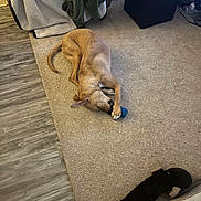 Dellatrix is registered to the contest to win money with this photo: dog, tan_dog, plush_toy, blue_toy, carpet, wood_floor, rug, bed, blanket, blanket_drape, ottoman, living_room, pet, indoor, chewing_toy, paws, tail, relaxed, playful, cozy