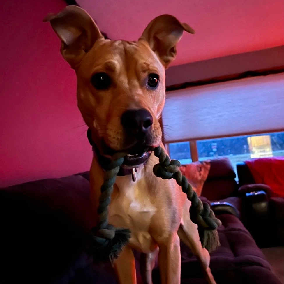 Dellatrix joined the competition — help win amazing prizes! alert_ears, brown_coat, canine, closeup, collar, couch, couch_pillow, dog, evening, furniture, indoor, living_room, low_light, muzzle, pet, playful, portrait, rope_toy, standing, window