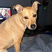 Dellatrix is registered to the contest to win money with this photo: bed, bedroom, blanket, comforter, dog, door, ear, flash_lighting, footwear, fur, gaze, human_face_on_tv, indoors, key_holder, living_room, nose, pet, tan_dog, tv, tv_screen