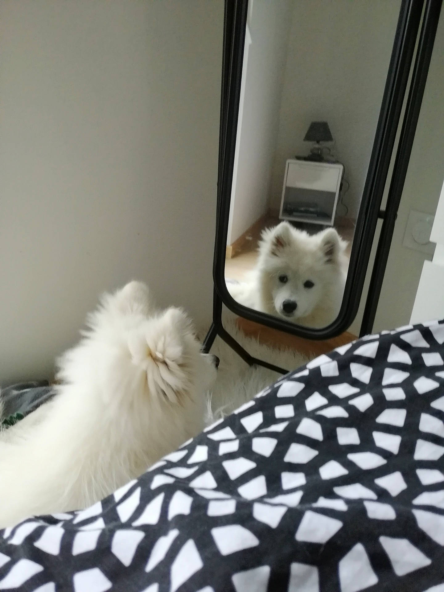 Raven participe au concours pour gagner de l'argent avec cette photo : black, carnivore, cat, comfort, companion_dog, couch, dog, dog_breed, drawer, felidae, flooring, grey, mammal, mirror, pillow, small_to_medium_sized_cats, tail, vertebrate, whiskers, wood