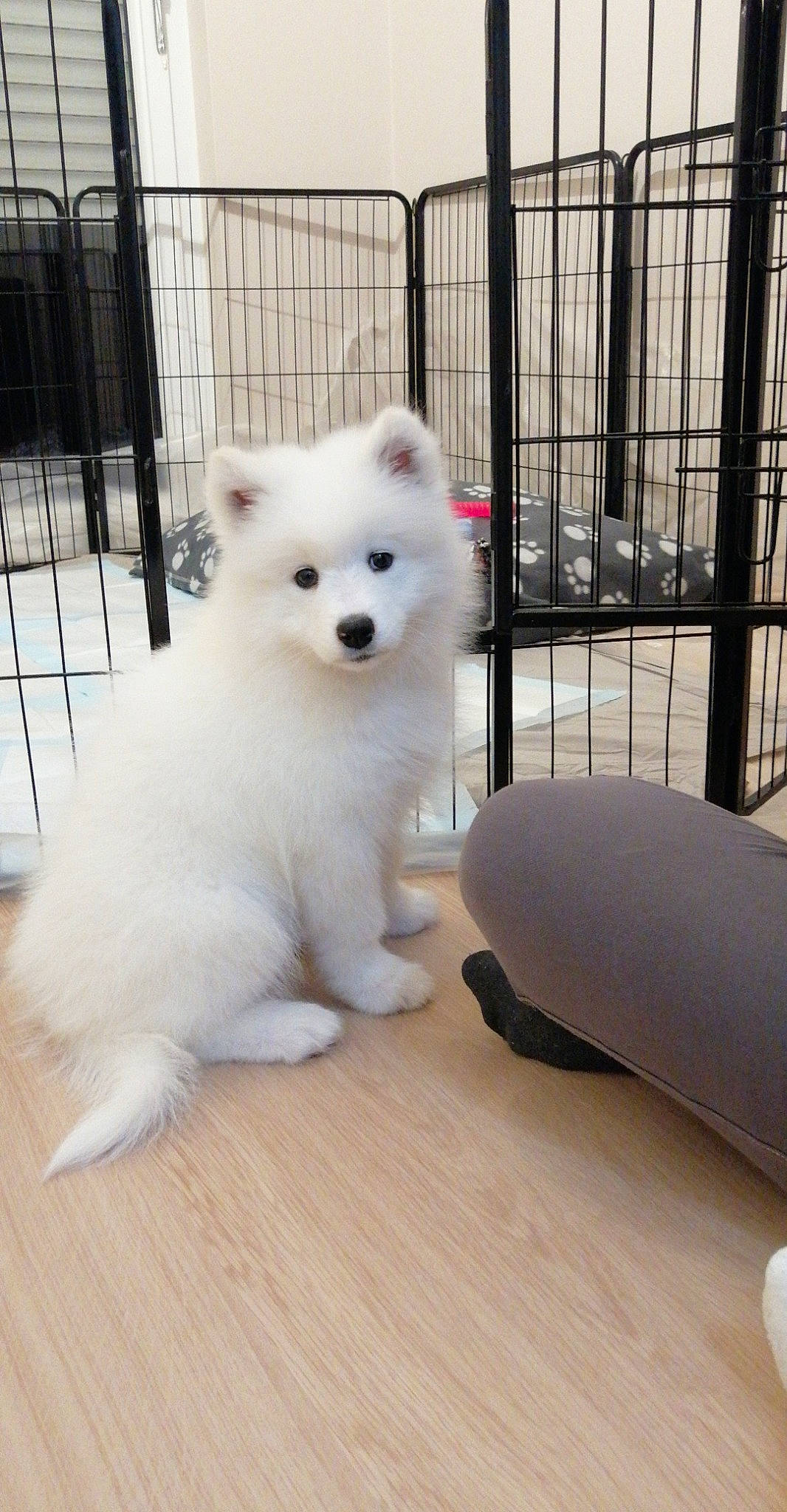 Raven participe au concours pour gagner de l'argent avec cette photo : canidae, carnivore, companion_dog, dog, dog_breed, fawn, fence, flooring, fur, hardwood, japanese_spitz, metal, samoyed, snout, spitz, sporting_group, volpino_italiano, wood, wood_flooring, working_animal