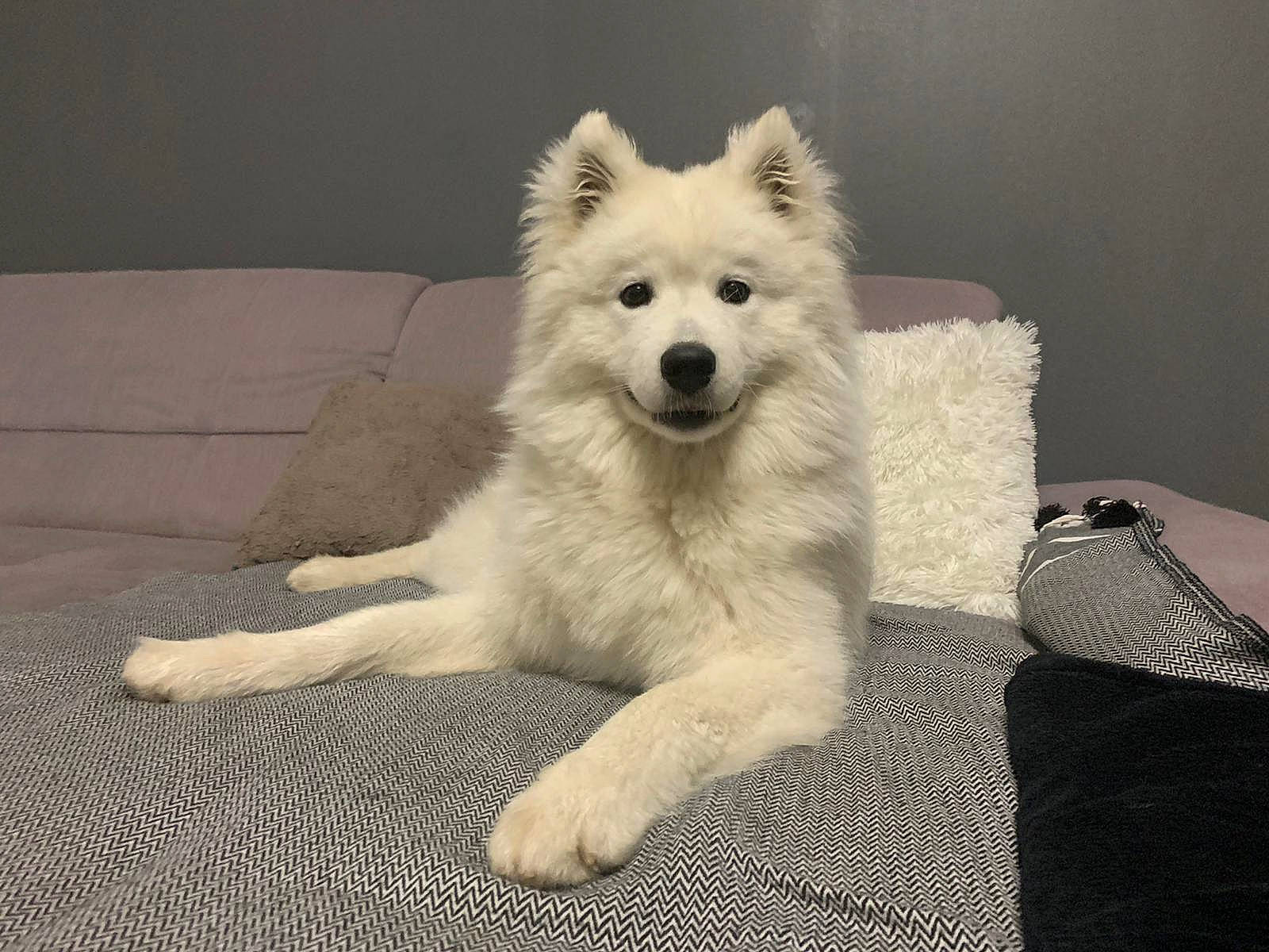 Raven a rejoint le concours — aidez-le/la à gagner de superbes lots ! ancient_dog_breeds, canidae, carnivore, comfort, companion_dog, dog, dog_breed, flooring, fur, german_spitz_mittel, giant_dog_breed, non_sporting_group, snout, spitz, sporting_group, tail, terrestrial_animal, volpino_italiano, watch, working_animal