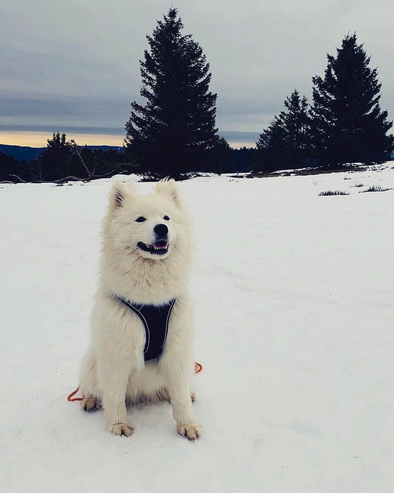 Raven a rejoint le concours — aidez-le/la à gagner de superbes lots ! american_eskimo_dog, carnivore, cloud, companion_dog, dog, dog_breed, freezing, fur, glacial_landform, ice_cap, polar_ice_cap, sky, slope, snow, spitz, tree, volpino_italiano, winter, working_animal, working_dog