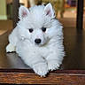 adorable, animal, carpet, closeup, cute, dog, domestic, ears, fluffy, fur, indoors, looking, paws, pet, portrait, puppy, resting, white, wooden_surface, young