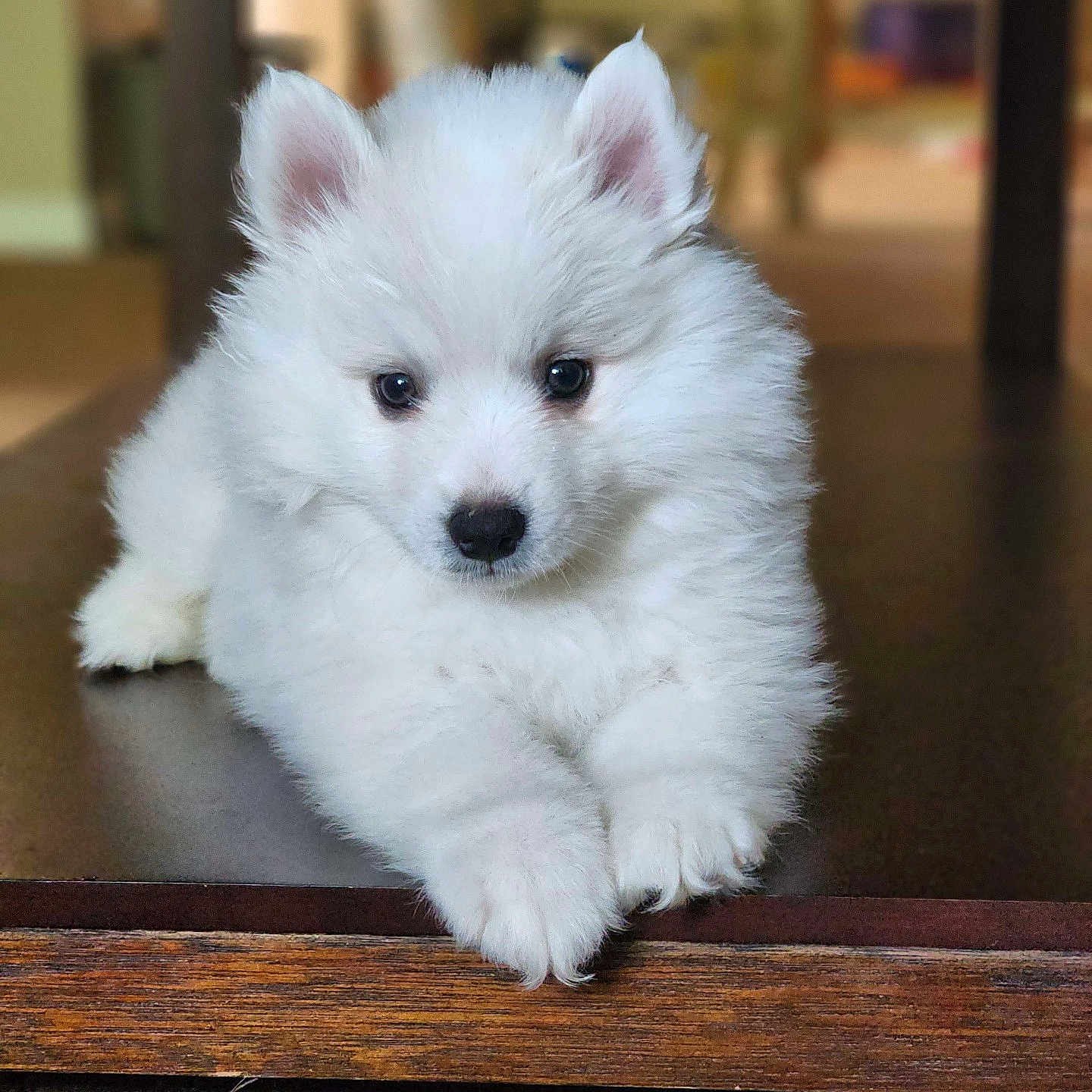 Schrodie joined the competition — help win amazing prizes! adorable, animal, carpet, closeup, cute, dog, domestic, ears, fluffy, fur, indoors, looking, paws, pet, portrait, puppy, resting, white, wooden_surface, young