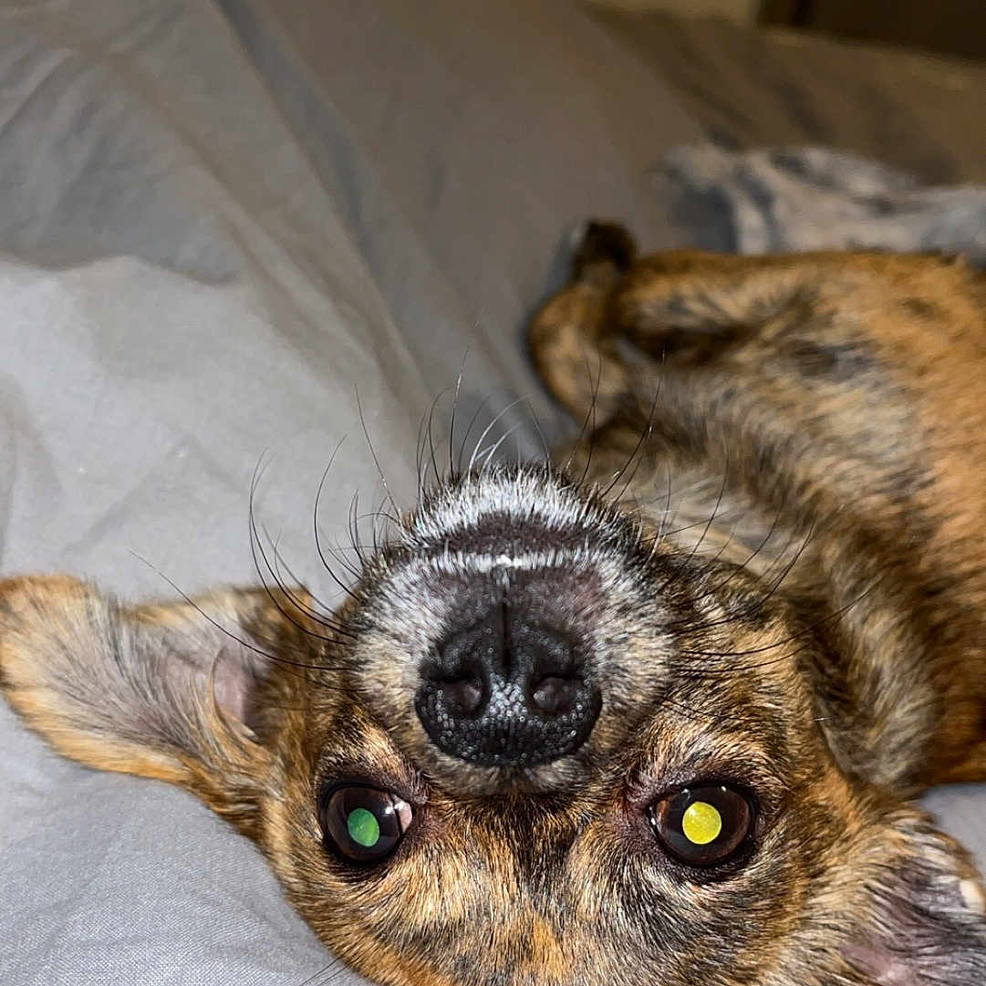 Joy participe au concours pour gagner de l'argent avec cette photo : animal, bed, brindle, canine, close_up, companion, cute, dog, domestic_animal, ears, fur, gray_sheets, indoor, lying_down, nose, pet, portrait, relaxed, upside_down, whiskers