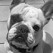 Hercule participe au concours pour gagner de l'argent avec cette photo : dog, french_bulldog, close_up, pet, animal, ears, floor, tile, indoor, curious, canine, black_and_white, portrait, companion, domestic, muzzle, collar, looking, sitting, face