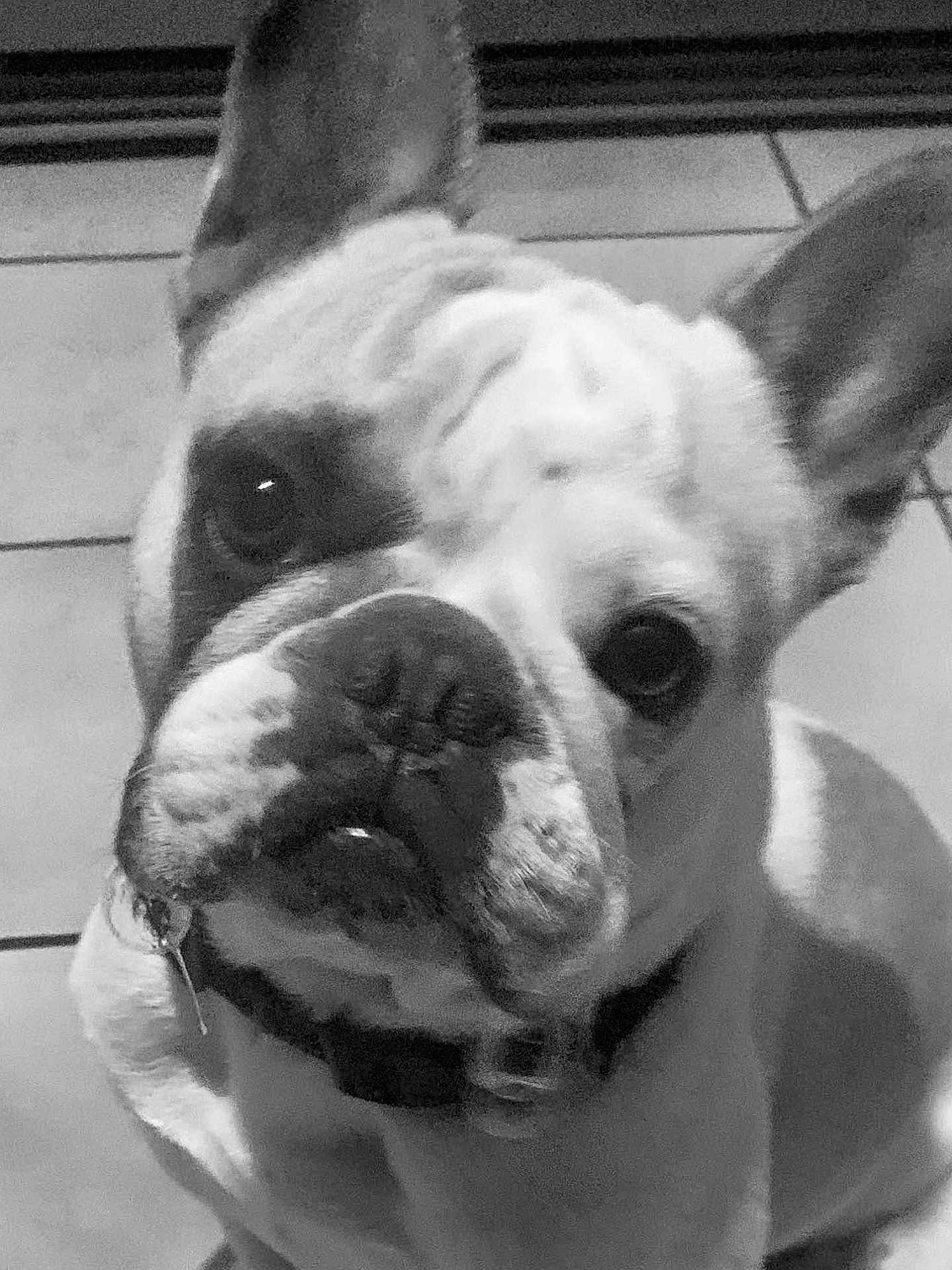 Hercule