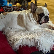 Hercule participe au concours pour gagner de l'argent avec cette photo : animal, brown_and_white, companion, cozy, cute, dog, domestic, ears_up, floor_tiles, fluffy_rug, french_bulldog, home, indoor, looking_away, pet, red_surface, relaxed, resting, short_hair, side_view