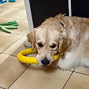 Aragorn a rejoint le concours — aidez-le/la à gagner de superbes lots ! background, canine, collar, cord, dog, domestic_animal, ears, floor, fur, golden_retriever, home, indoor, lying_down, muzzle, pet, playful, plush_toy, tile, toy, yellow_ring