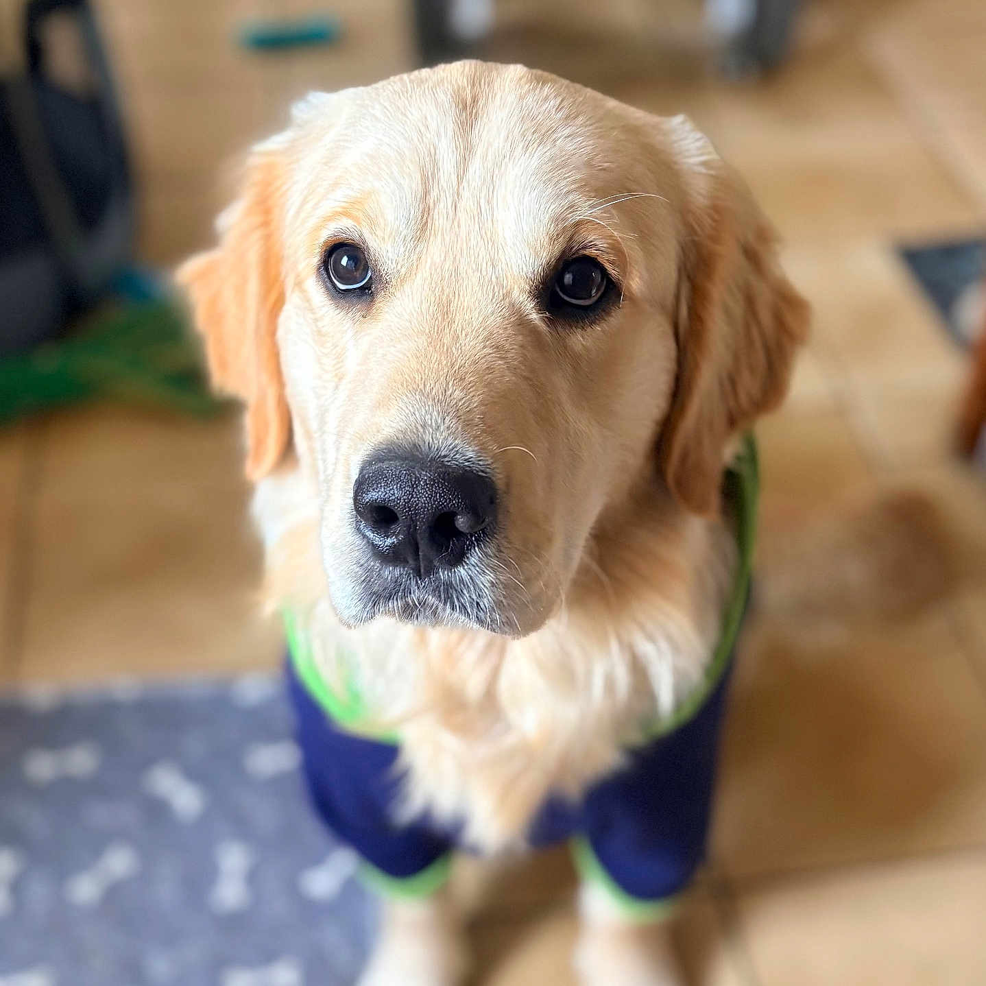 Aragorn a rejoint le concours — aidez-le/la à gagner de superbes lots ! adorable, animal, blue_outfit, blurred_background, canine, clothing, cute, dog, eyes, floor, fur, golden_retriever, green_trim, indoor, looking_up, pet, portrait, puppy, sitting, tile