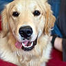 Aragorn a rejoint le concours — aidez-le/la à gagner de superbes lots ! animal, canine, close_up, companion, couch, dog, domestic_animal, ears, friendly, fur, golden_retriever, happy, indoor, mammal, nose, pet, portrait, red_couch, smiling, tongue_out