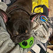 Tealc participe au concours pour gagner de l'argent avec cette photo : animal, bed, bedroom, blanket, boxer, bulldog, canine, couch, dog, frenchbulldog, furniture, indoors, person, pet, pitbull, pug, puppy, quilt, room, sleeping
