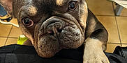Tealc a rejoint le concours — aidez-le/la à gagner de superbes lots ! animal, boxer, bulldog, canine, clothing, dog, footwear, frenchbulldog, person, pet, pitbull, pug, puppy, shoe, sleeping, snout