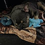 Tealc a rejoint le concours — aidez-le/la à gagner de superbes lots ! animal, bed, blanket, boxer, bulldog, canine, cat, couch, dog, frenchbulldog, furniture, hound, person, pet, pitbull, plush, puppy, quilt, sleeping, toy