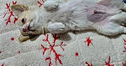 Goliath participe au concours pour gagner de l'argent avec cette photo : dog, small_dog, puppy, lying_down, blanket, red_pattern, indoor, hand, relaxed, cute, floor_tiles, cozy, pet, domestic_animal, fur, paw, animal, resting, comfort, white_fur