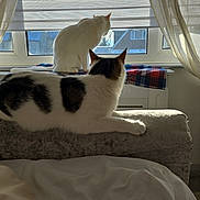 Teddy joined the competition — help win amazing prizes! cat, cats, window, curtains, blanket, couch, sunlight, indoor, pet, animal, feline, resting, domestic, cozy, home, white_cat, black_and_white_cat, relaxing, daylight, furniture