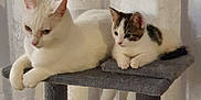 Teddy is registered to the contest to win money with this photo: cat, kitten, white_cat, tabby_cat, cat_tree, pet, animal, indoor, cozy, cute, feline, resting, two_cats, domestic_cat, playful, feather_toy, curtain, gray, companions, relaxed
