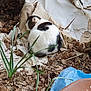 Teddy is registered to the contest to win money with this photo: cat, sleeping, cardboard, dry_leaves, outdoor, green_plants, fur, resting, nature, animal, white, black, rustic, ground, plastic_bag, curled_up, quiet, peaceful, texture, environment