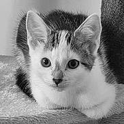 Misty joined the competition — help win amazing prizes! kitten, cat, black_and_white, close_up, animal, pet, feline, fur, whiskers, ears, eyes, resting, soft_texture, indoor, cute, small, portrait, young, looking, curious