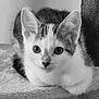 kitten, cat, black_and_white, close_up, animal, pet, feline, fur, whiskers, ears, eyes, resting, soft_texture, indoor, cute, small, portrait, young, looking, curious